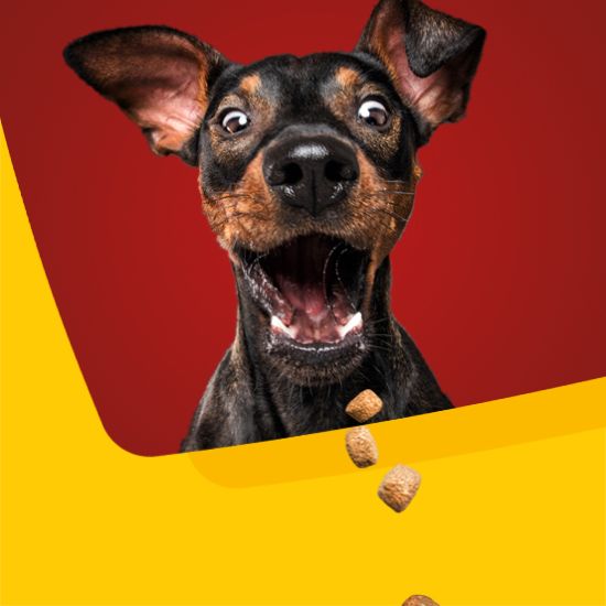 Kategorie-Kacheln_Hundefutter_555x555px